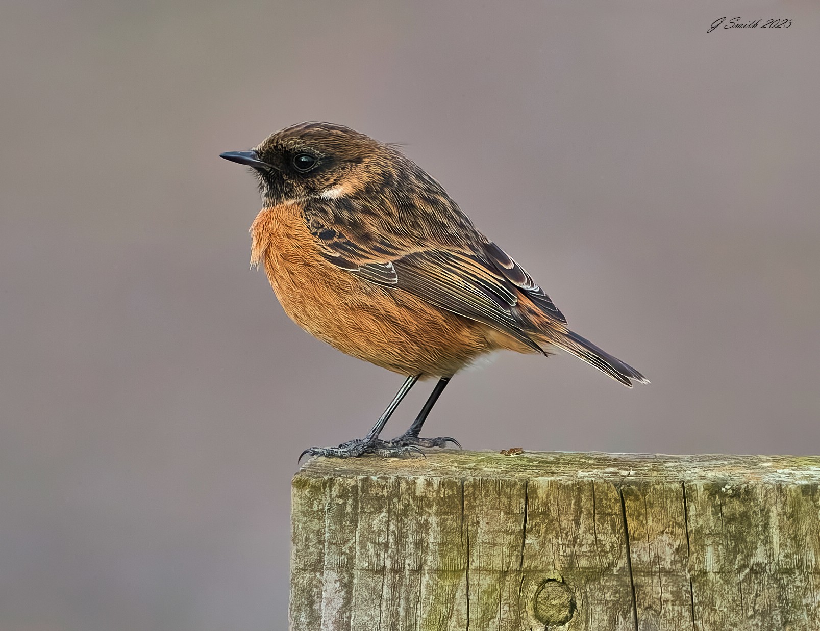 stonechat 2023.jpg