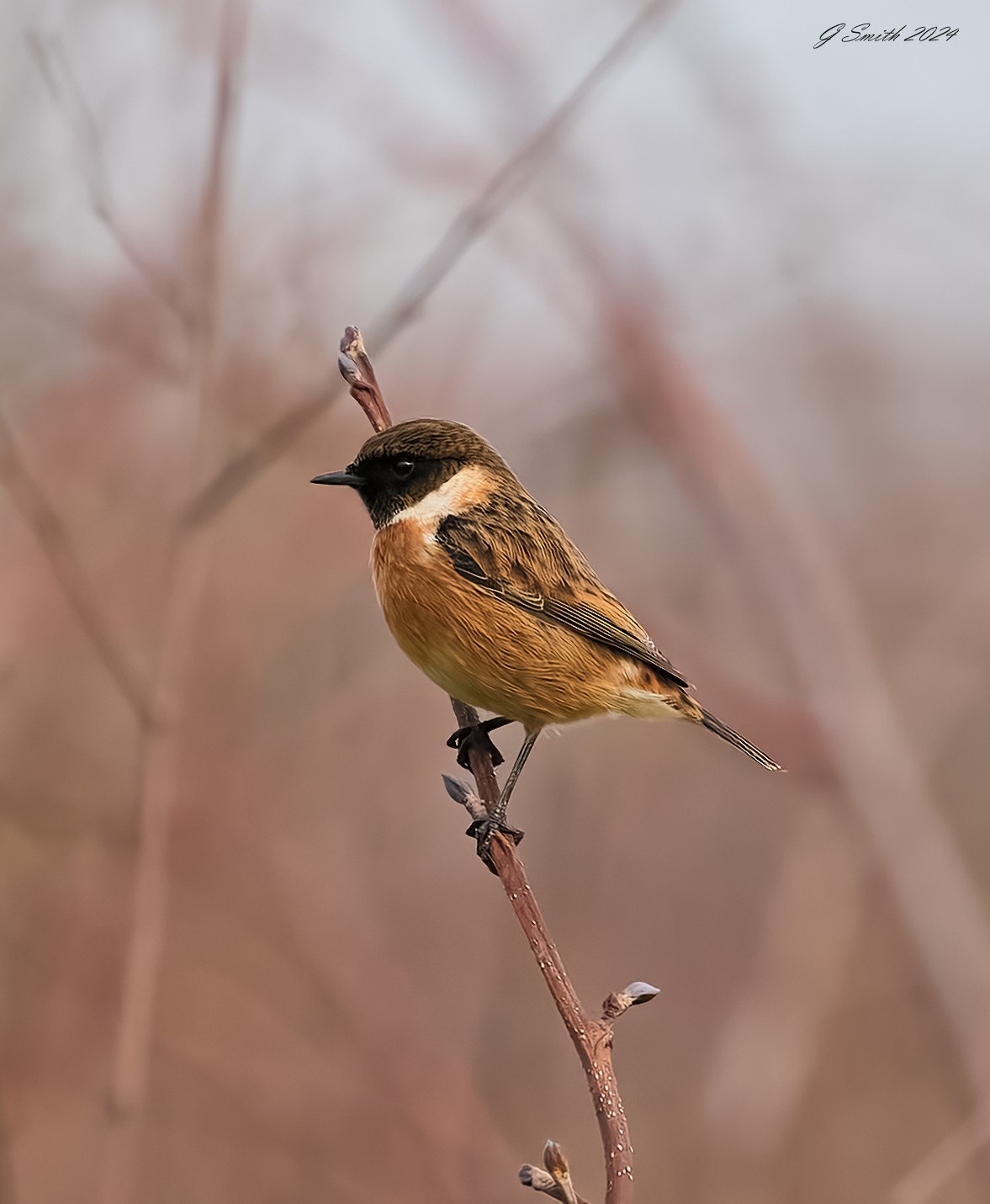 stonechat 2024 1.jpg