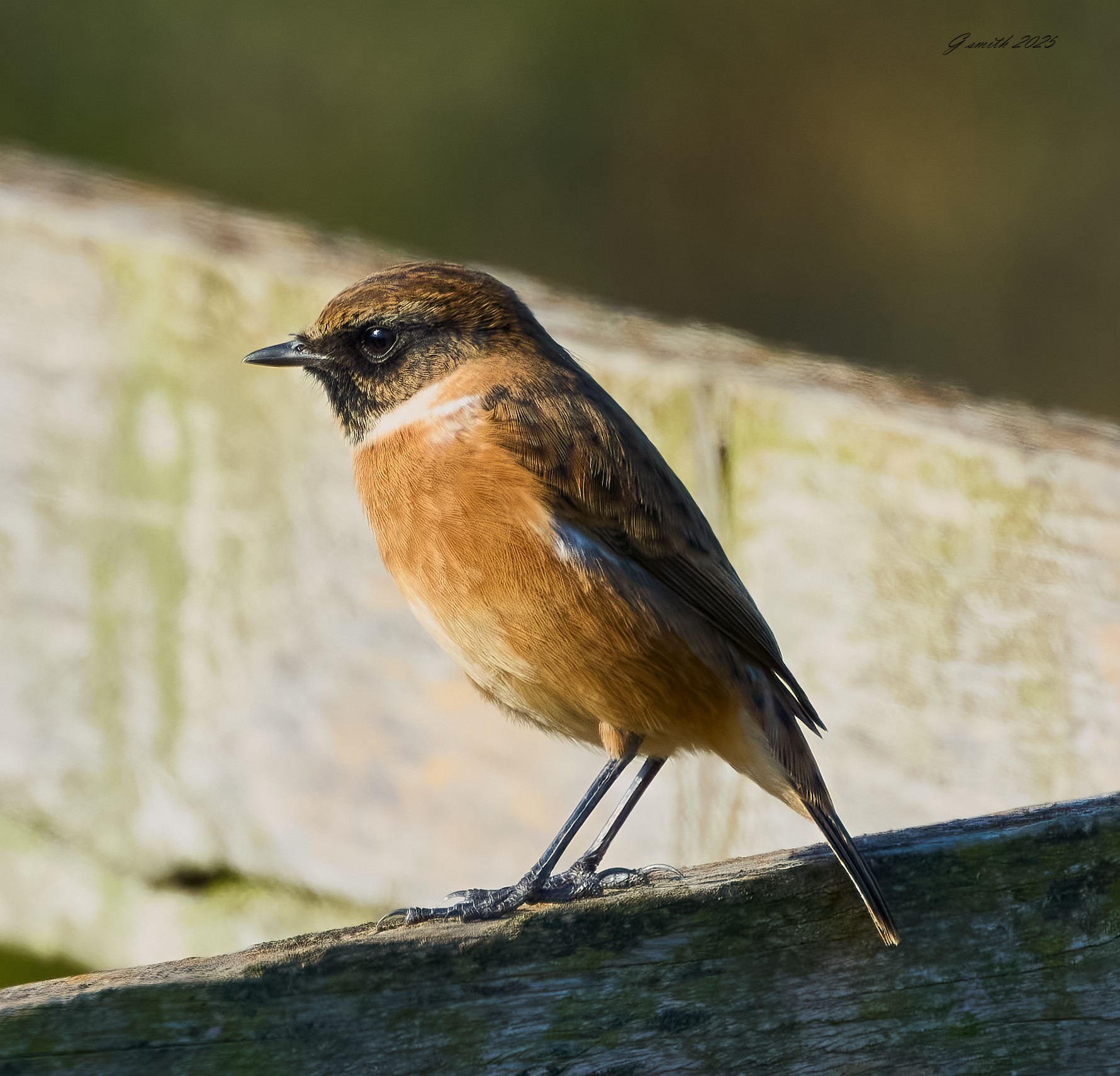 stonechat 2025 32.jpg