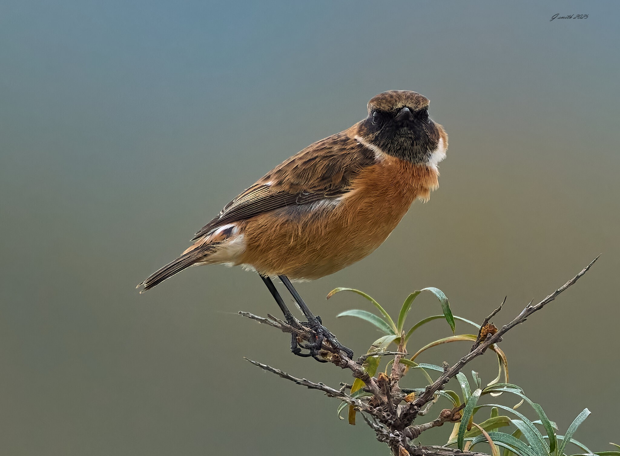 stonechat 2025 46.jpg