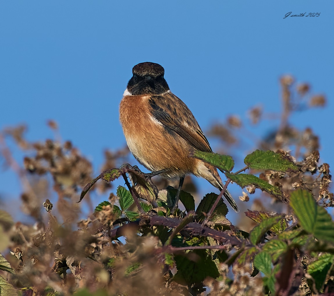stonechat 2025 62.jpg