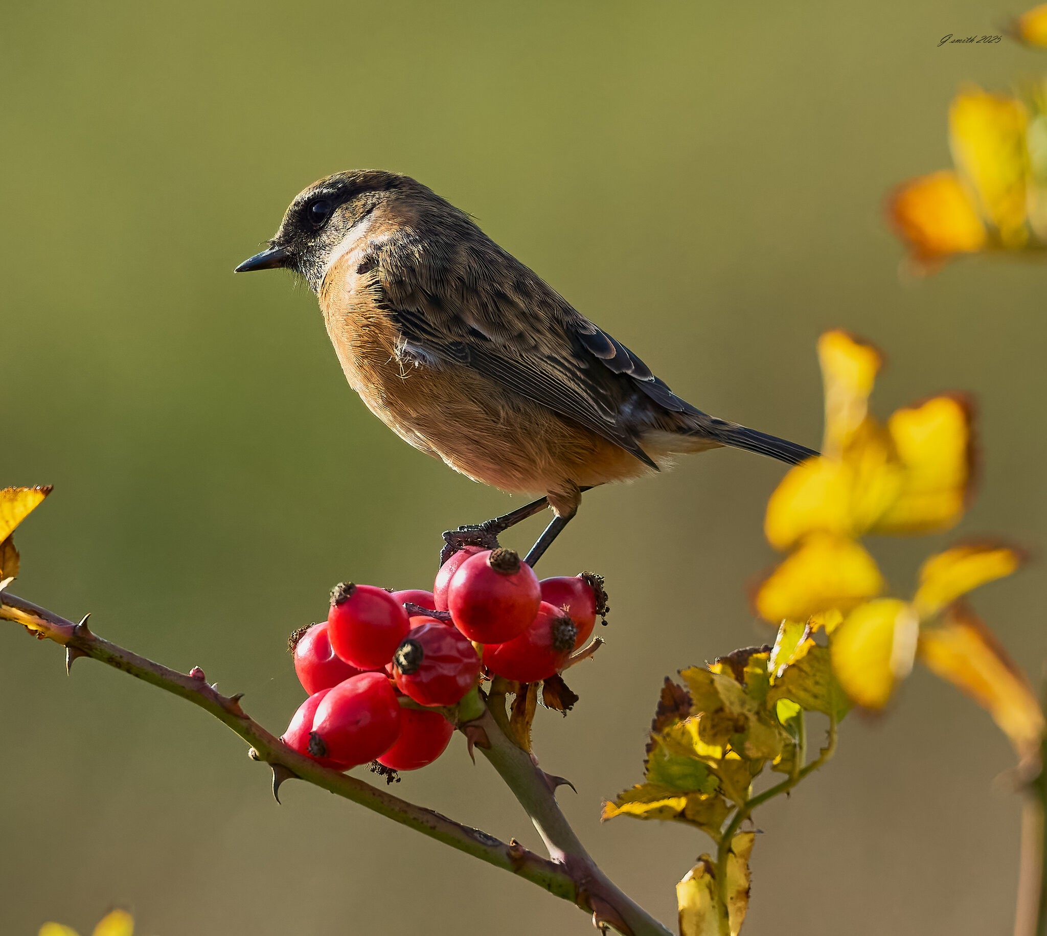 stonechat 2025 66.jpg