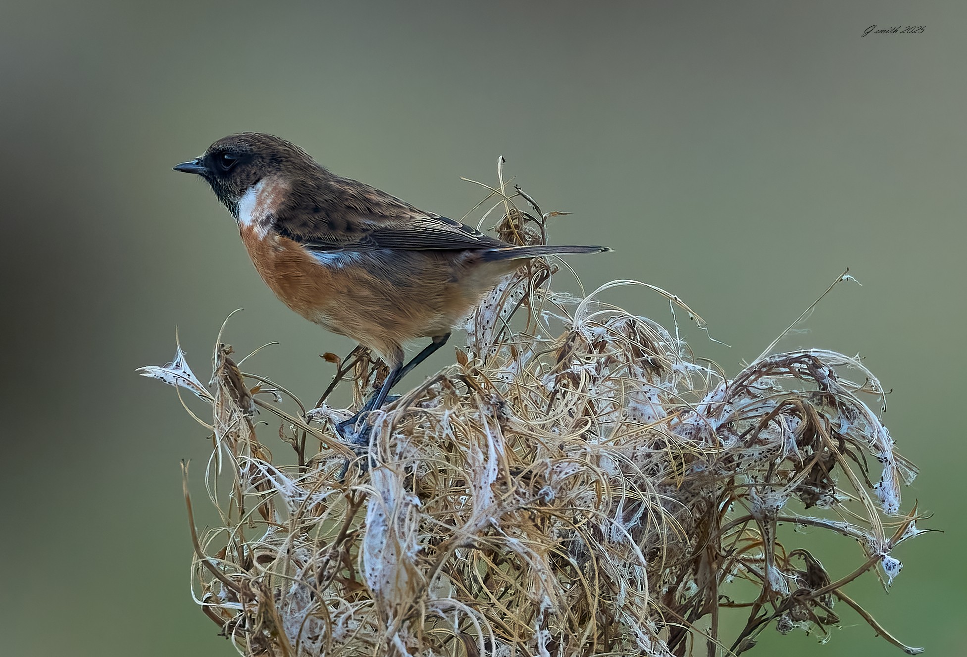 stonechat 2025 73.jpg