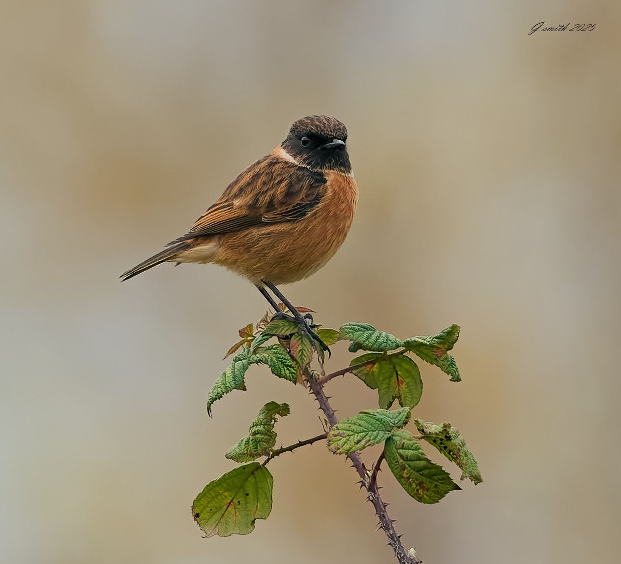 stonechat 2025 95.jpg