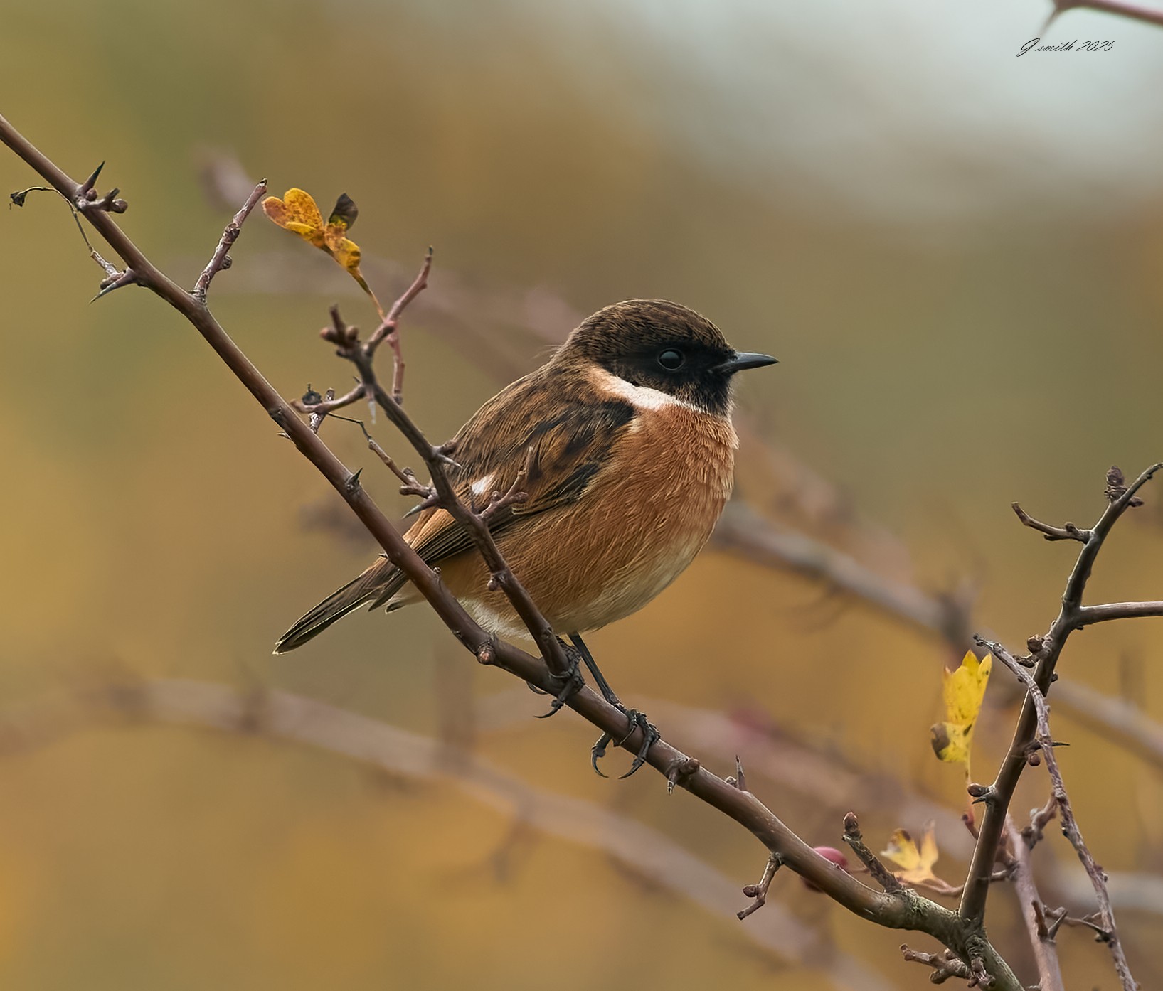 stonechat 2025 96.jpg