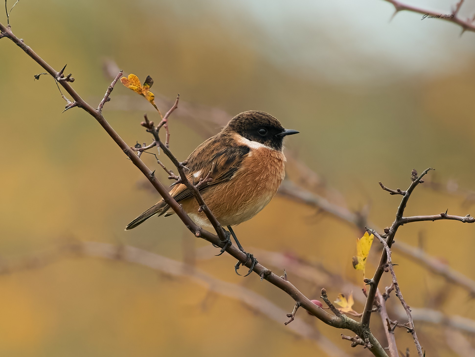 stonechat 2025 98.jpg