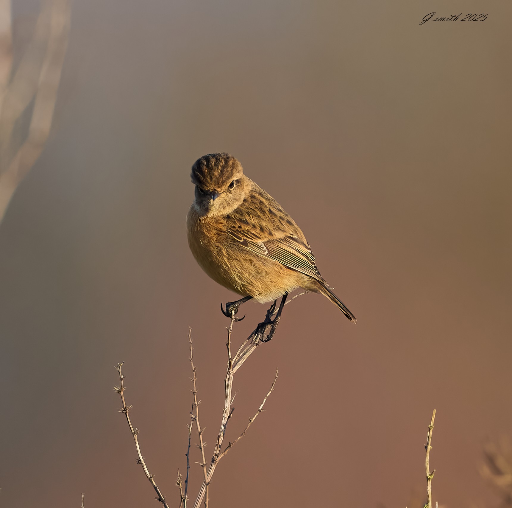 stonechat 2025_8.jpg