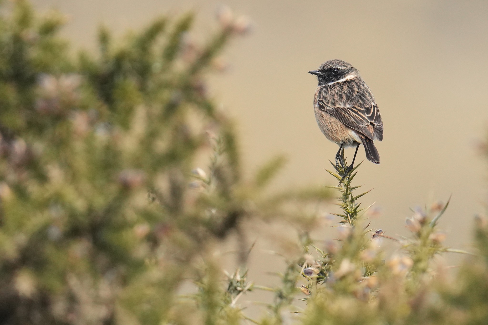 Stonechat-DSC09292-2048px.jpg