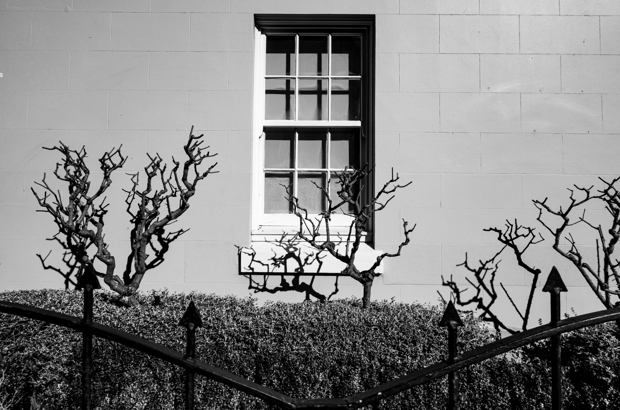 Street_scene_architectural_leafless_trees_and_shadows_on_wall.-3DSC07994.jpg
