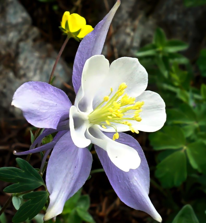 Stunning Columbine