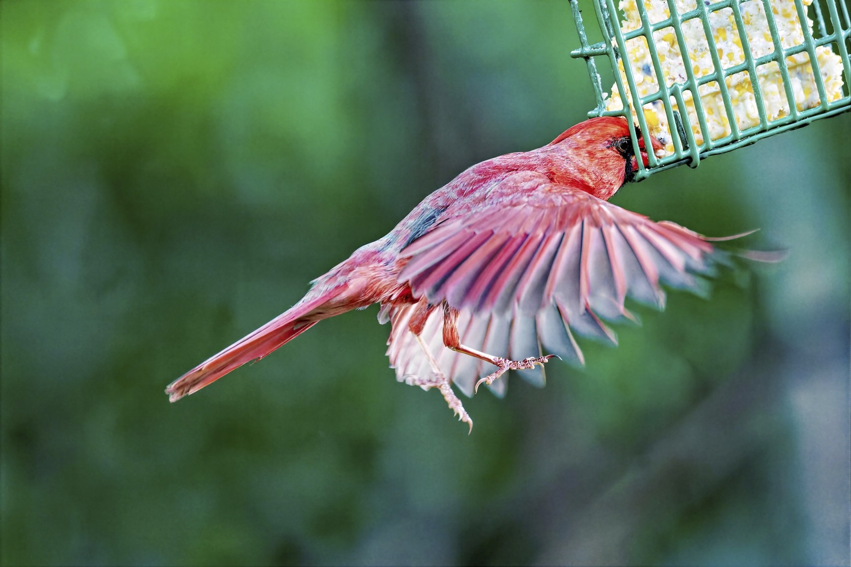 Suet1SM.jpg