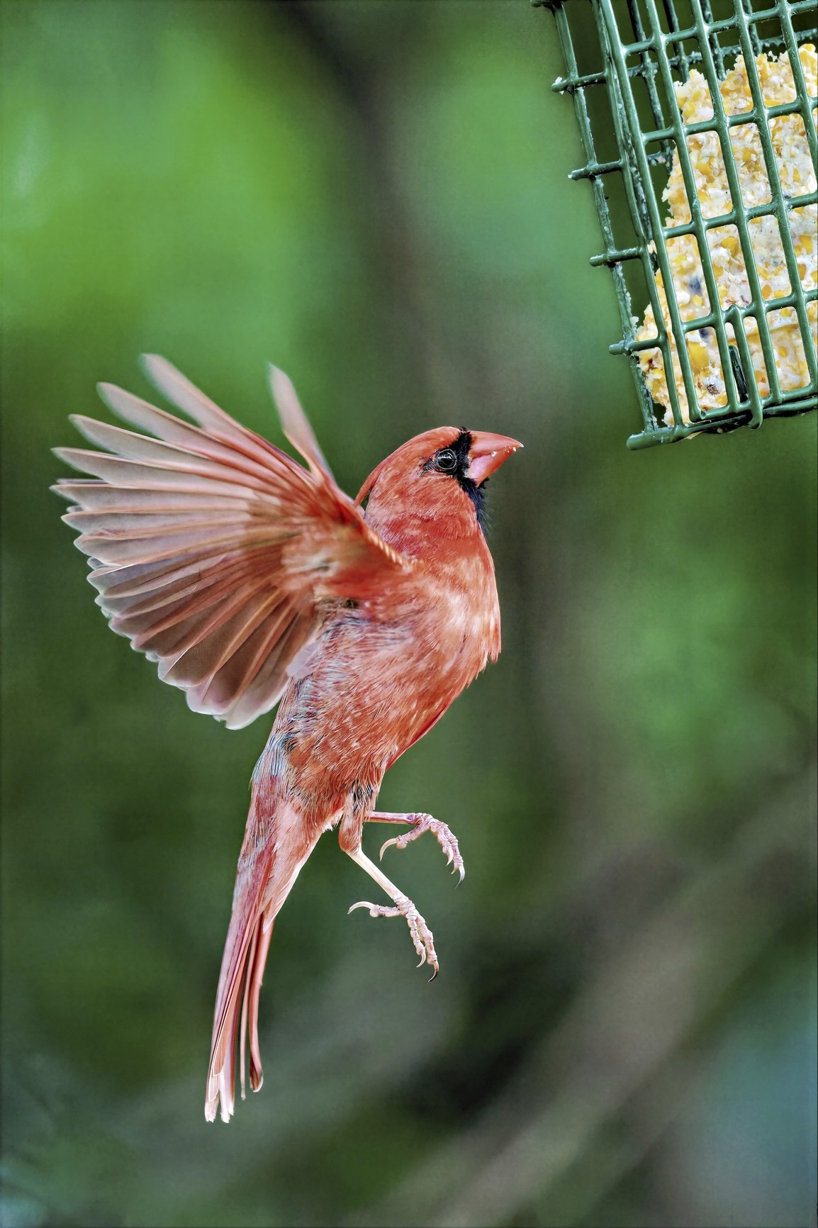 Suet2SM.jpg