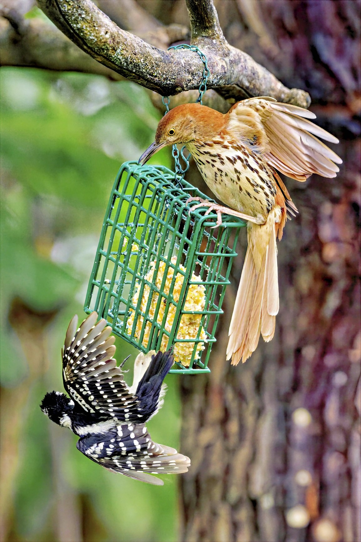 Suet3SM.jpg