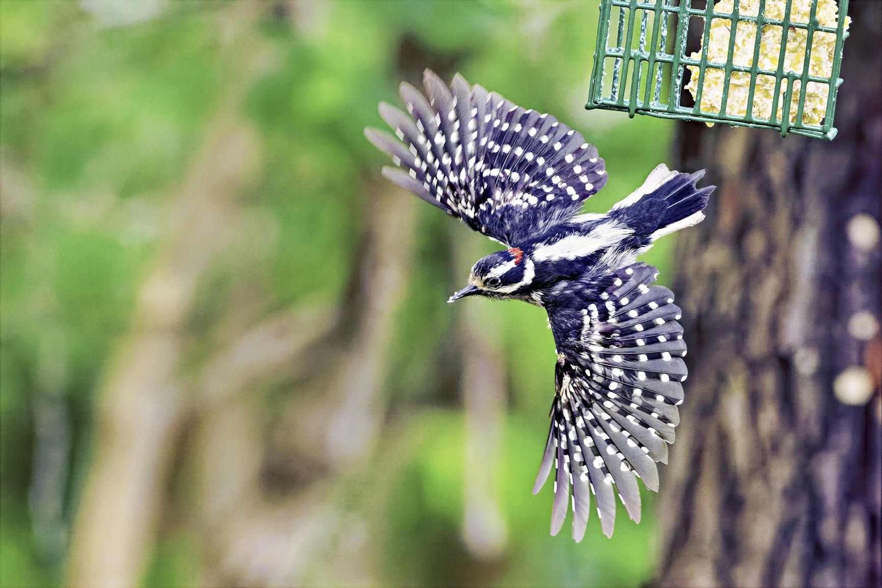 Suet4SM.jpg