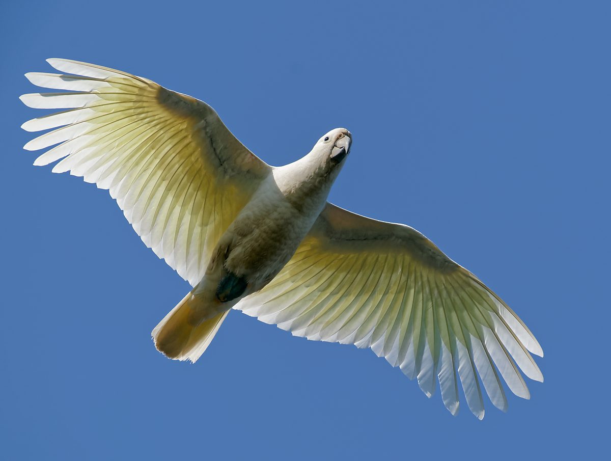 Sulphur-crested Cockatoo IF (7).jpg