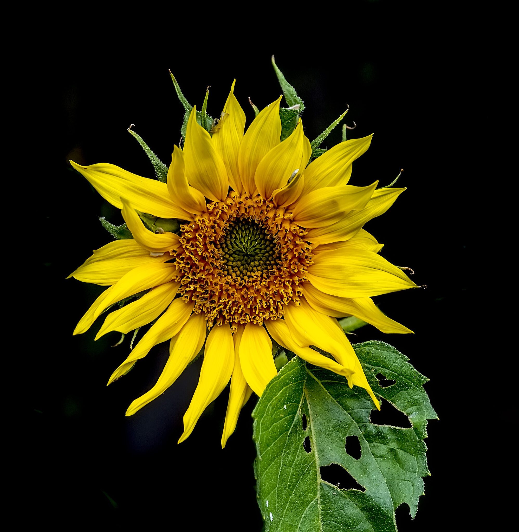 Sunflower 2.jpg