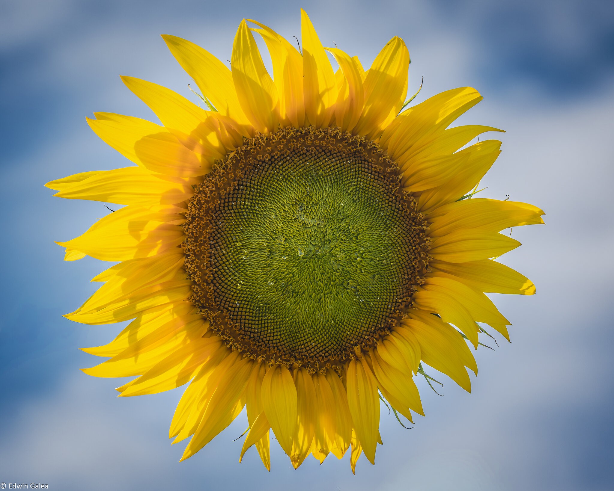sunflower-3.jpg