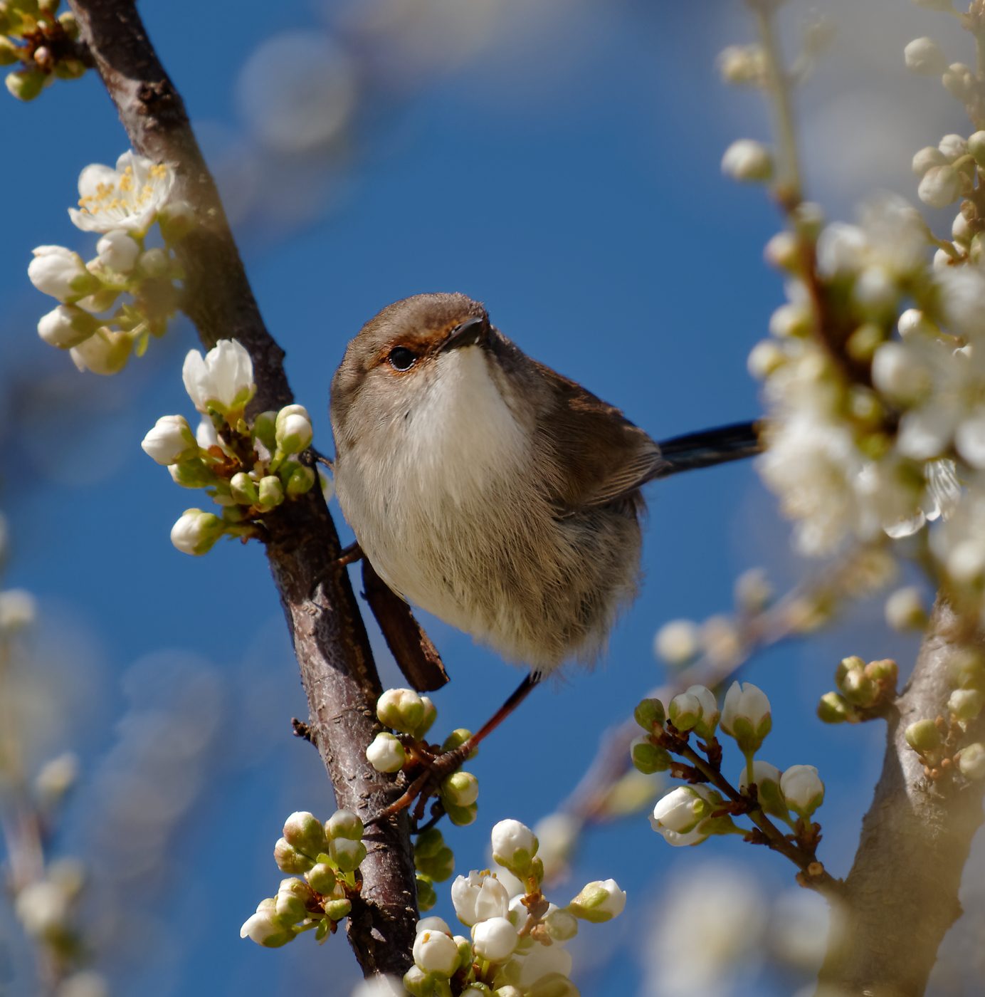 Superb Fairywren (3).jpg