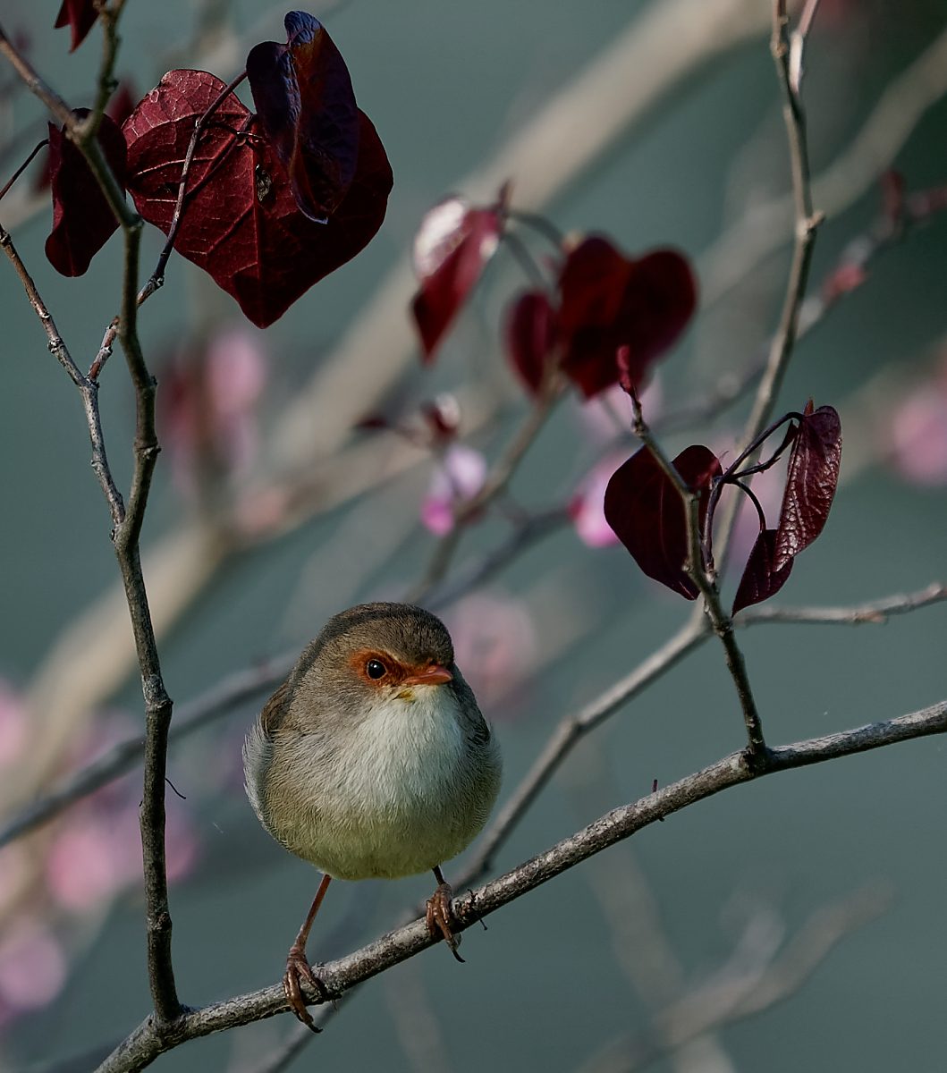 Superb Fairywren IF (3).jpg