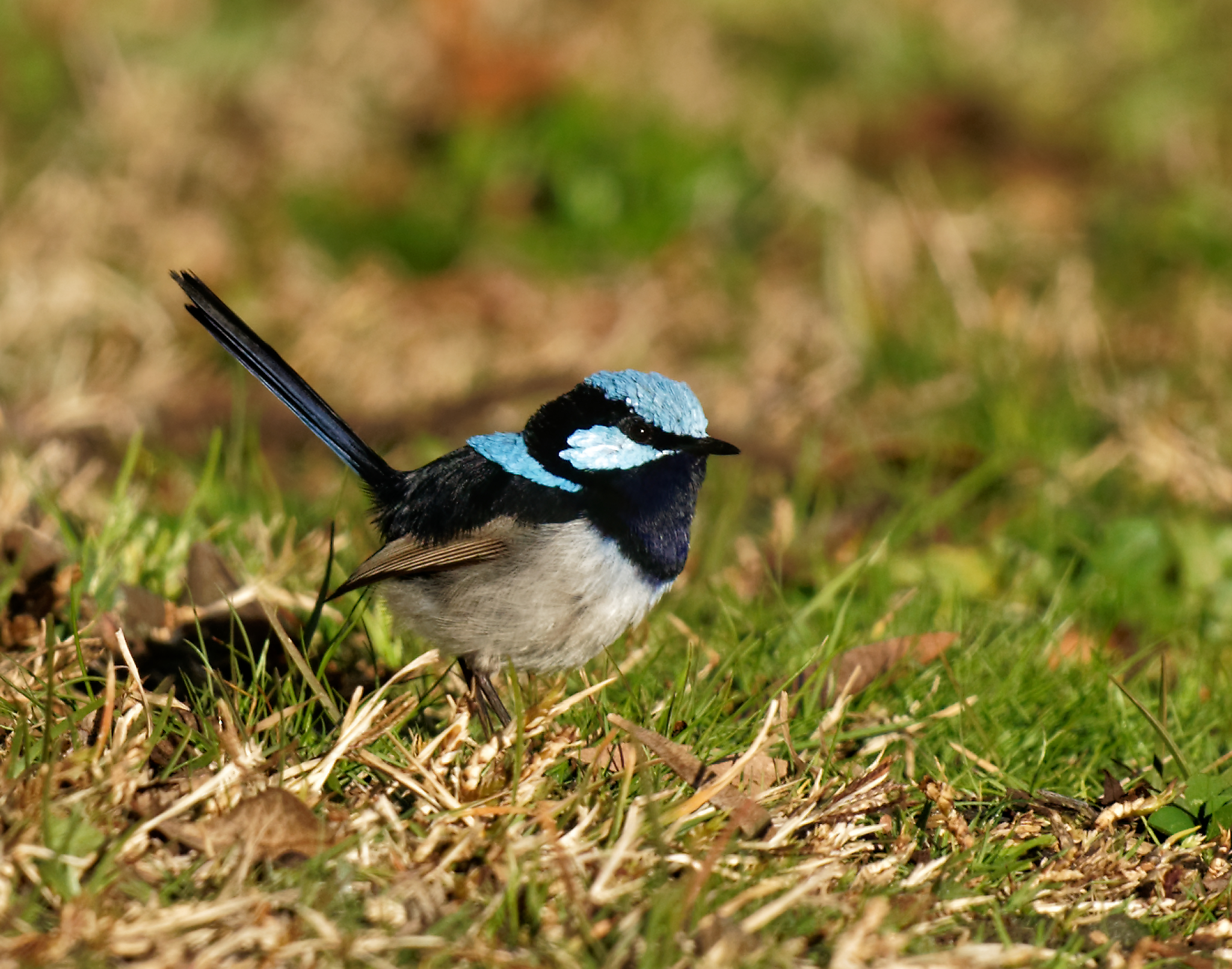 Superb Fairywren m br (1).jpg