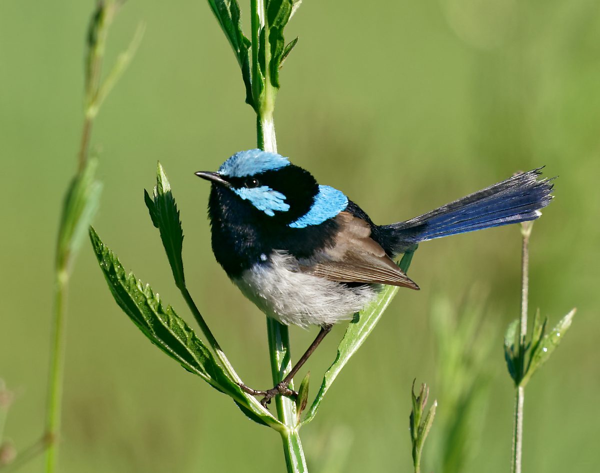 Superb Fairywren m.jpg