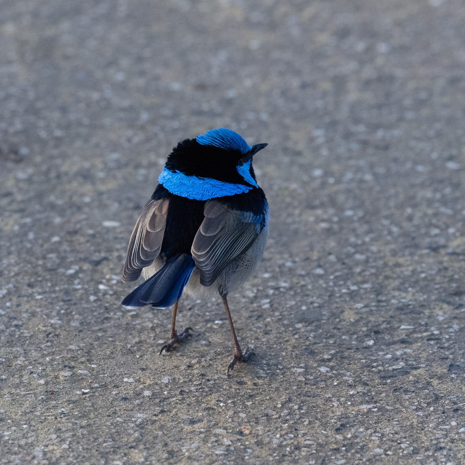 Superb_Fairy_Wren_Breeding.jpg