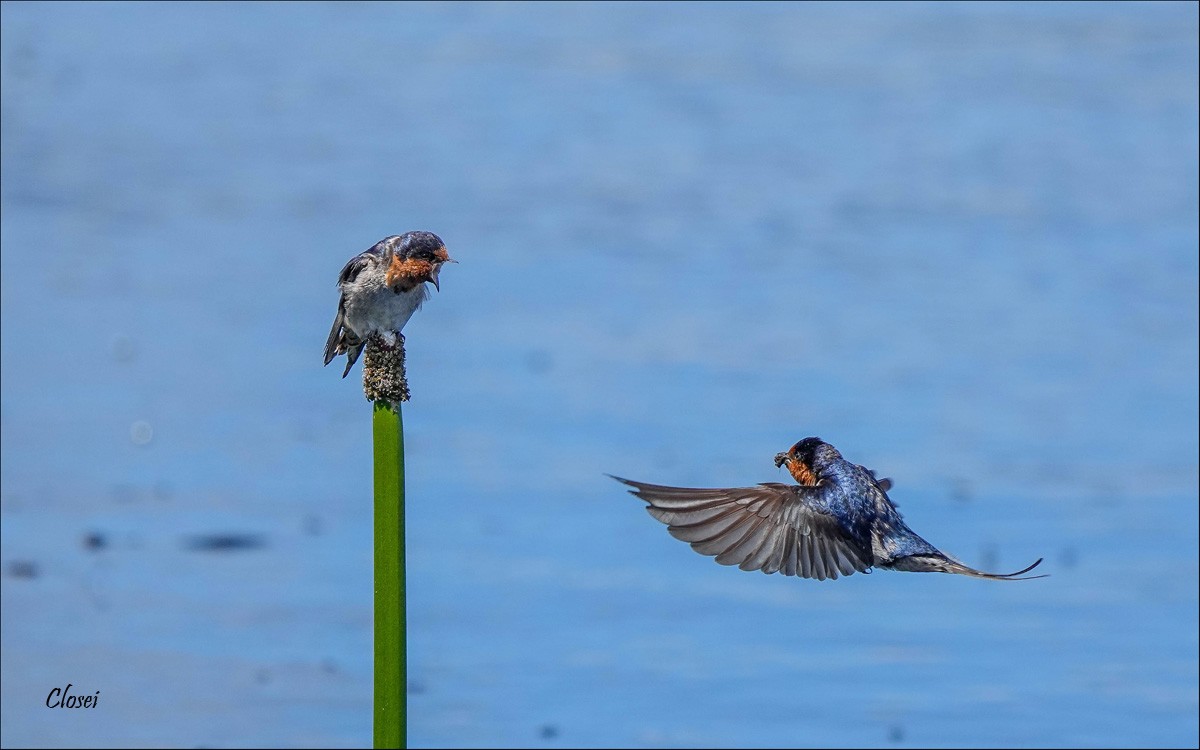 Swallows 1r.jpg