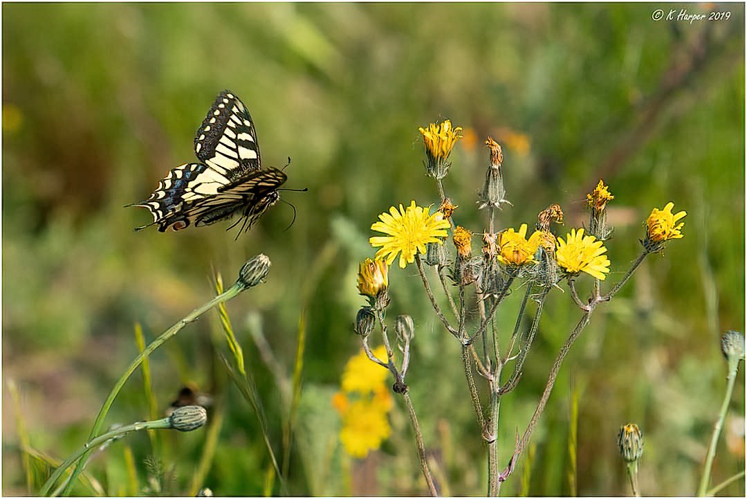 Swallowtail in flight.jpg