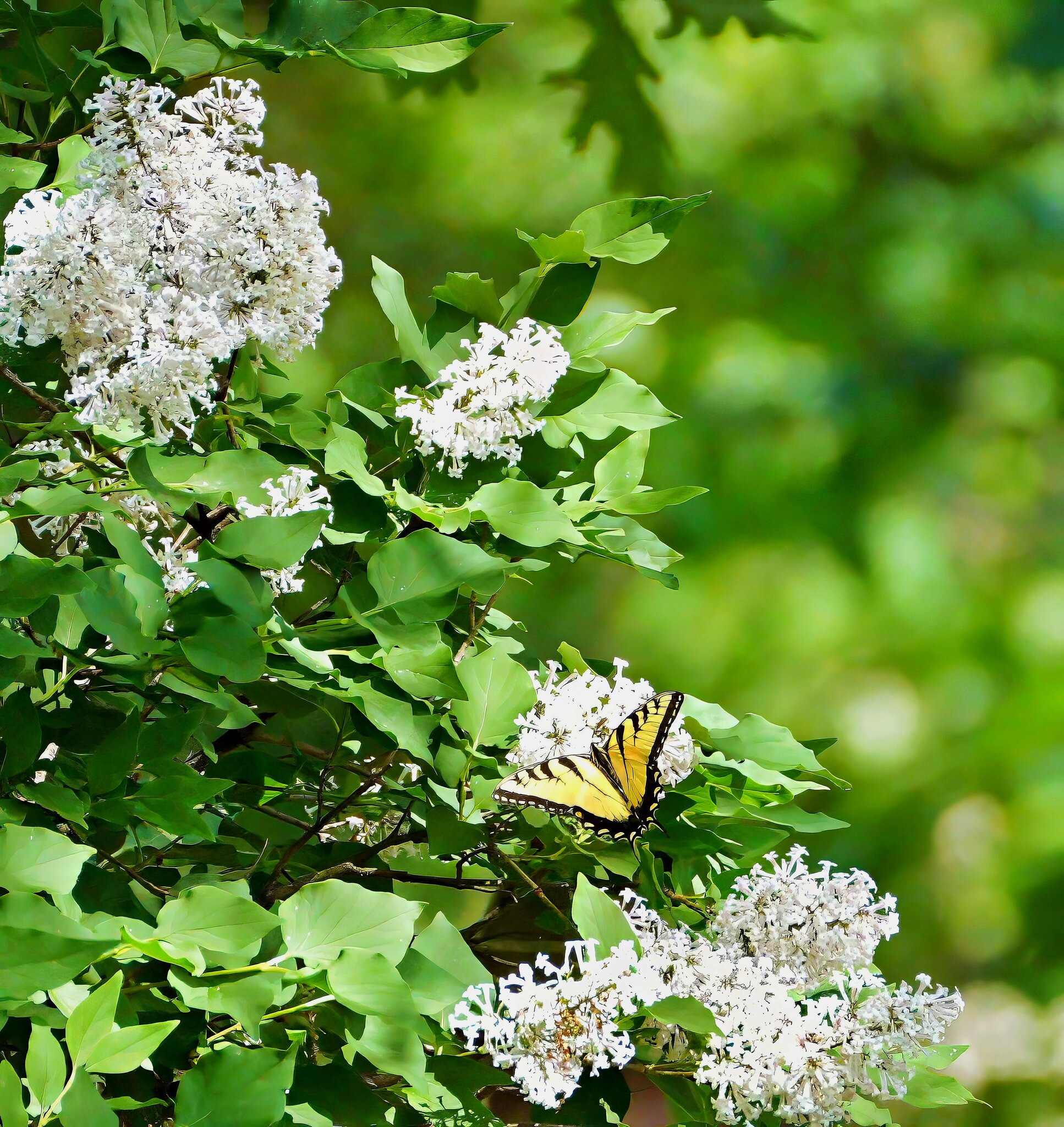 SwallowTail.jpg