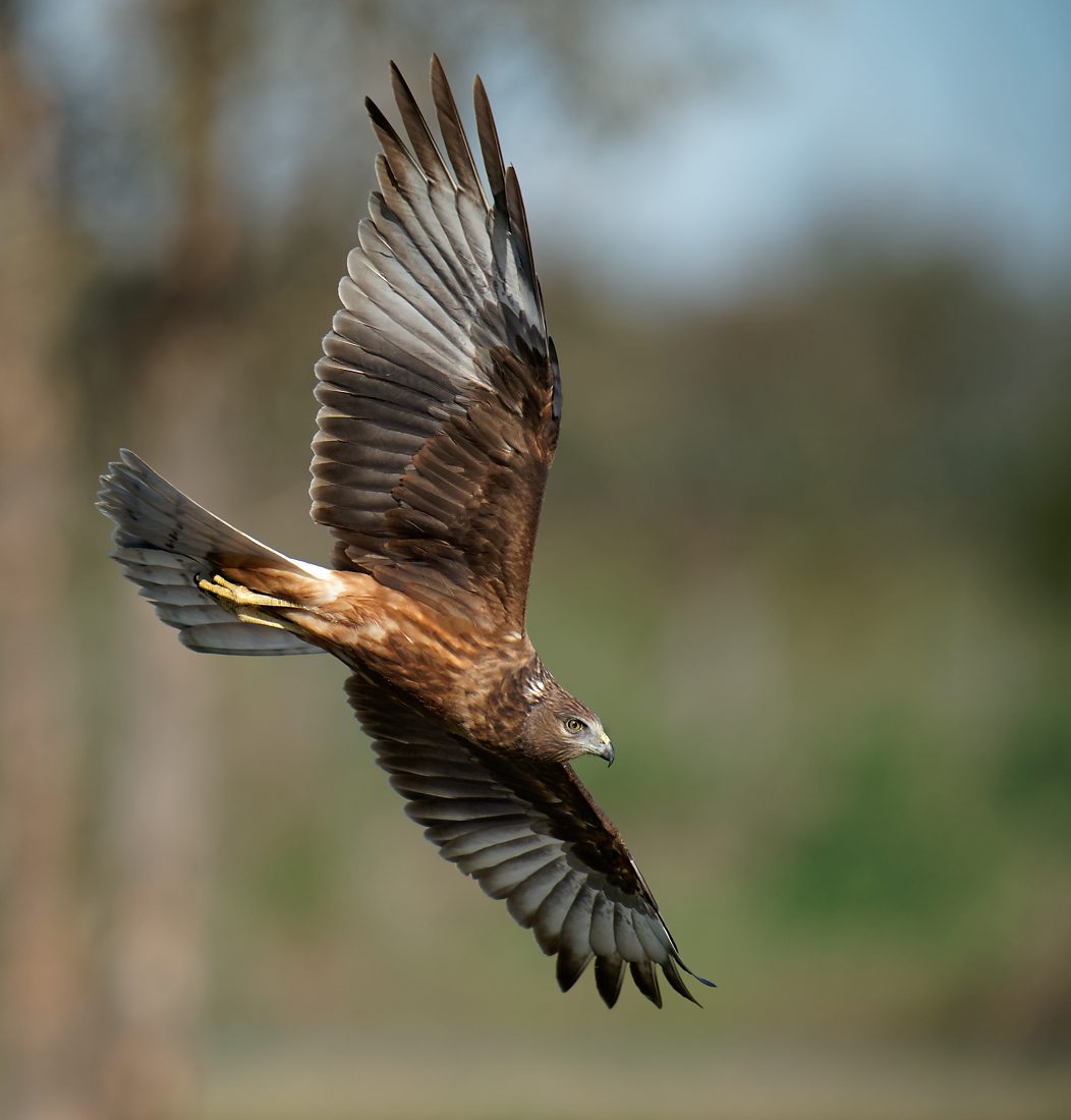 Swamp Harrier fight looking for lost chick (3) 1100.jpg