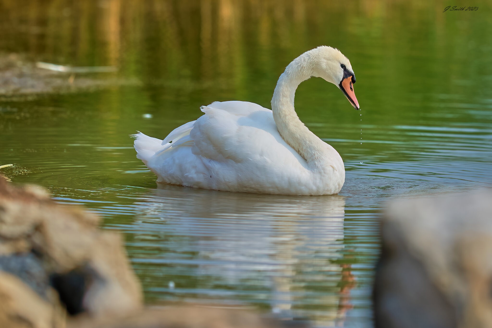 swan 2023 18.jpg