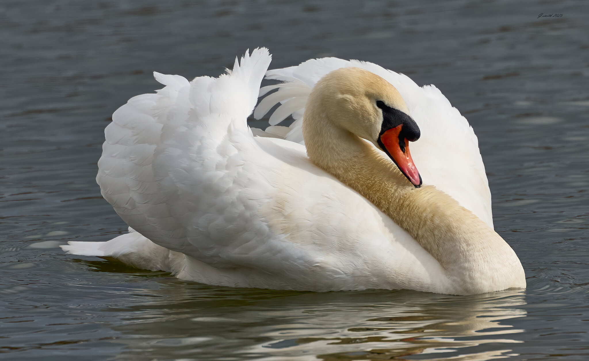 swan 2025 23.jpg