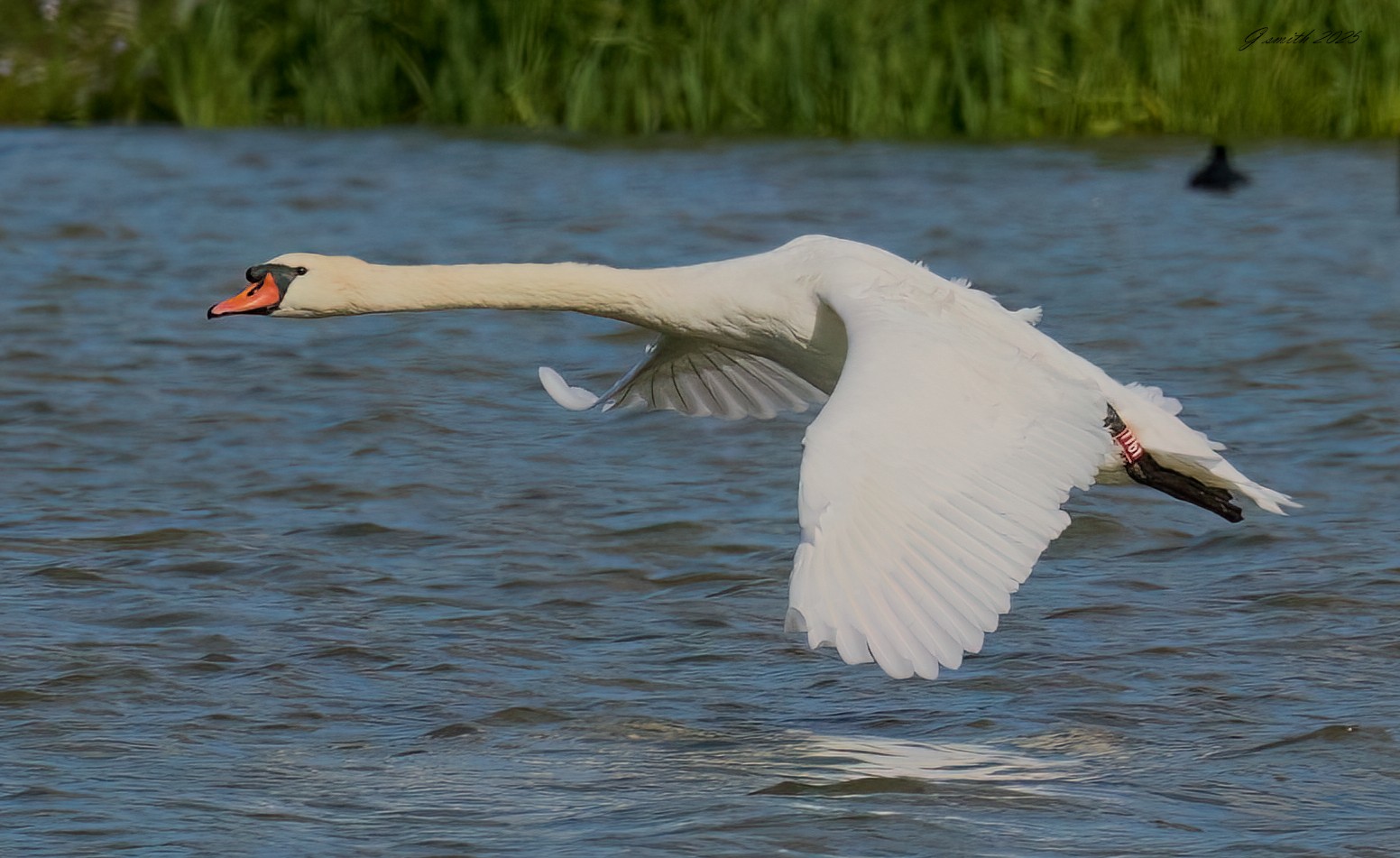 swan 2025 .jpg