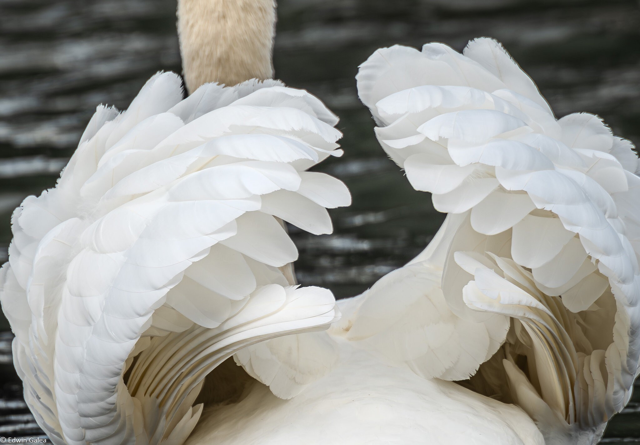 swan-6.jpg