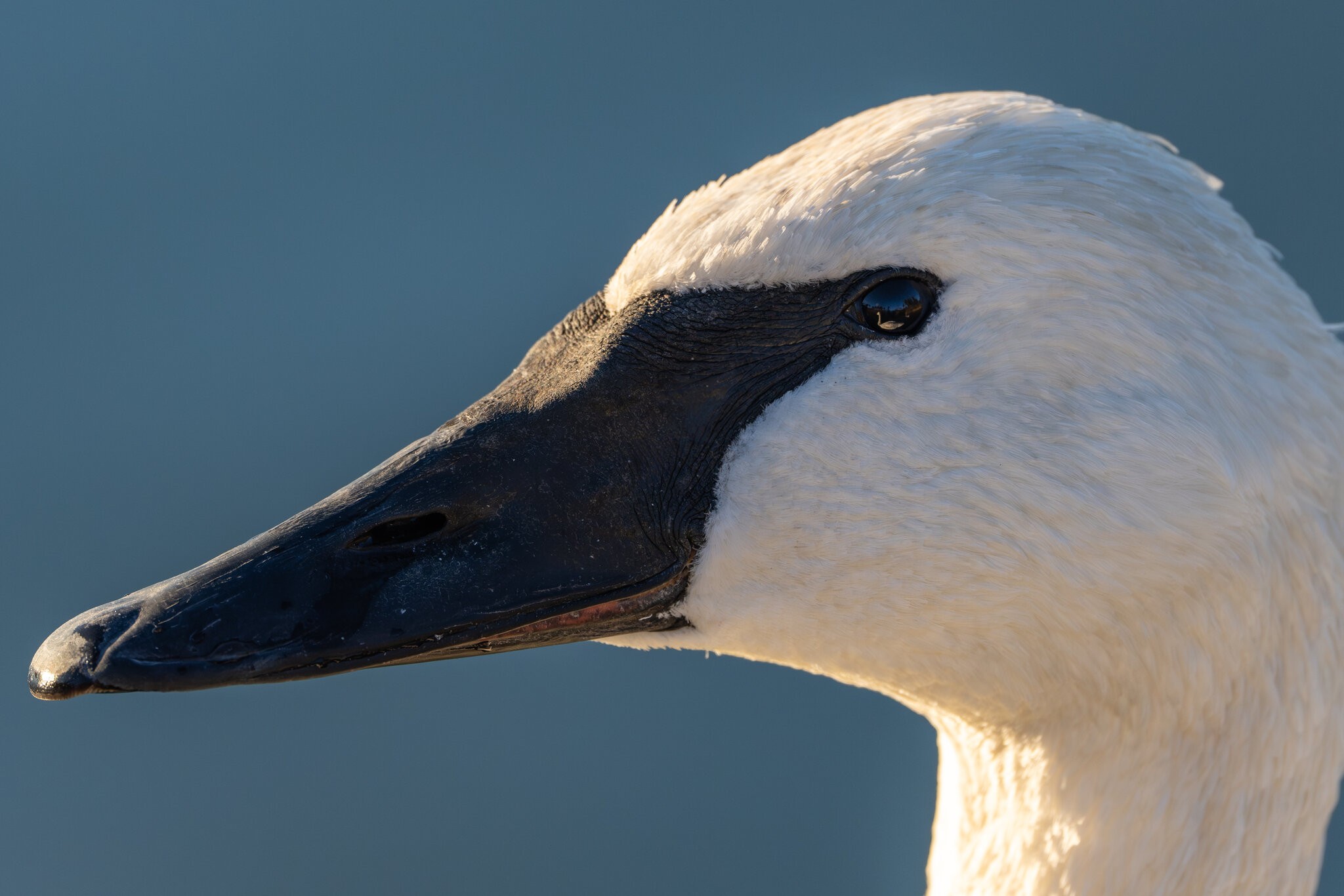 Swan in a Swan.jpg