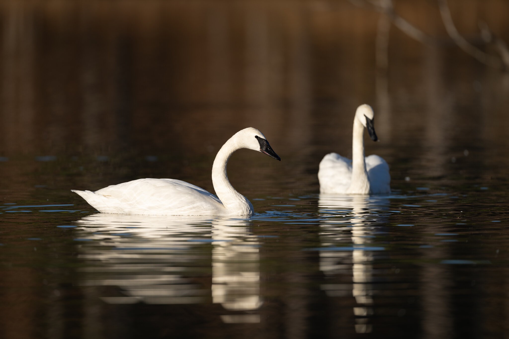 Swan Pair.jpg