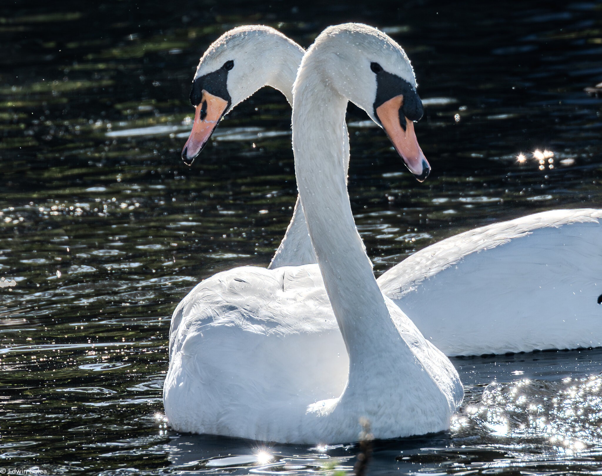 swans_light_hdr-2.jpg