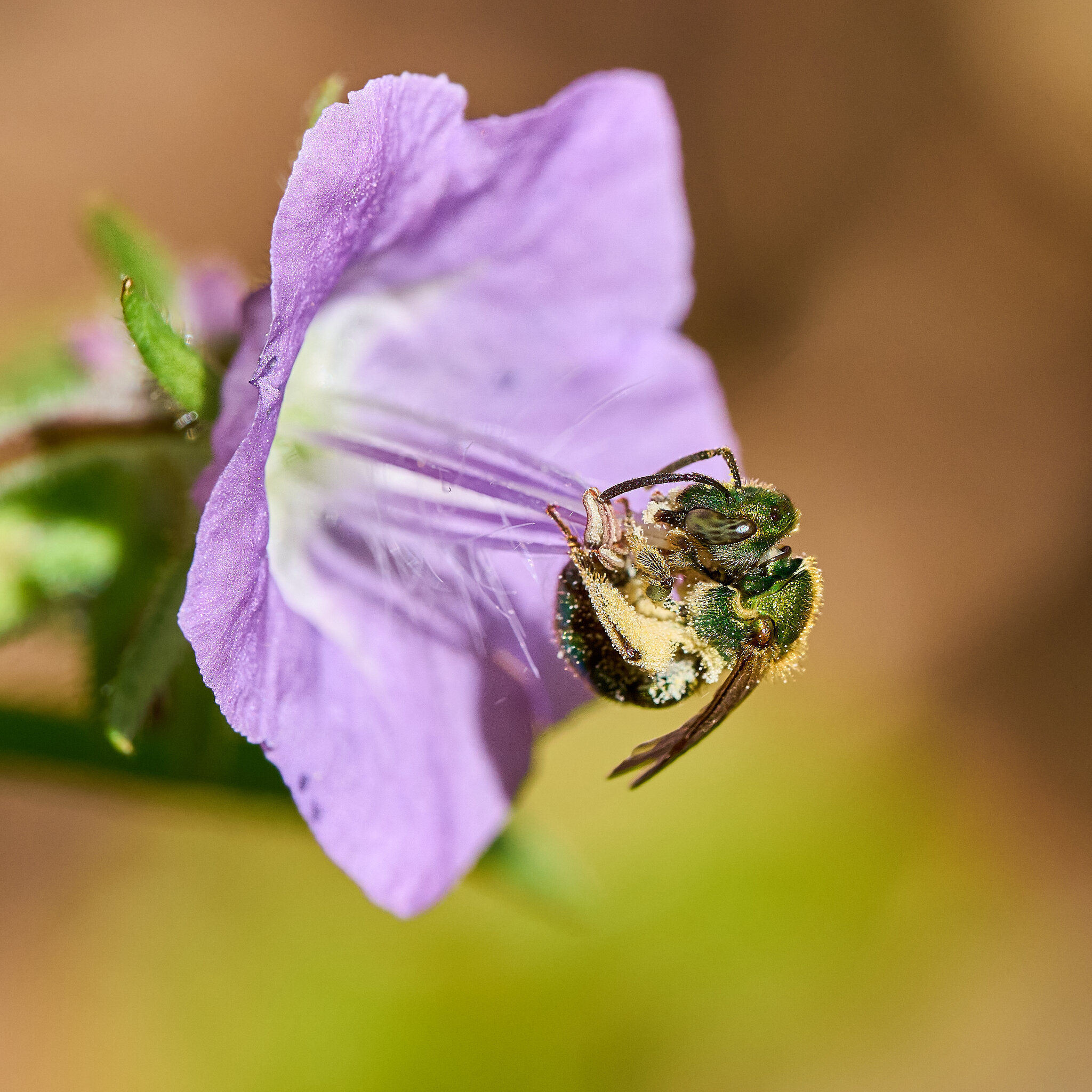 Sweat Bee 16 - rDN.jpg