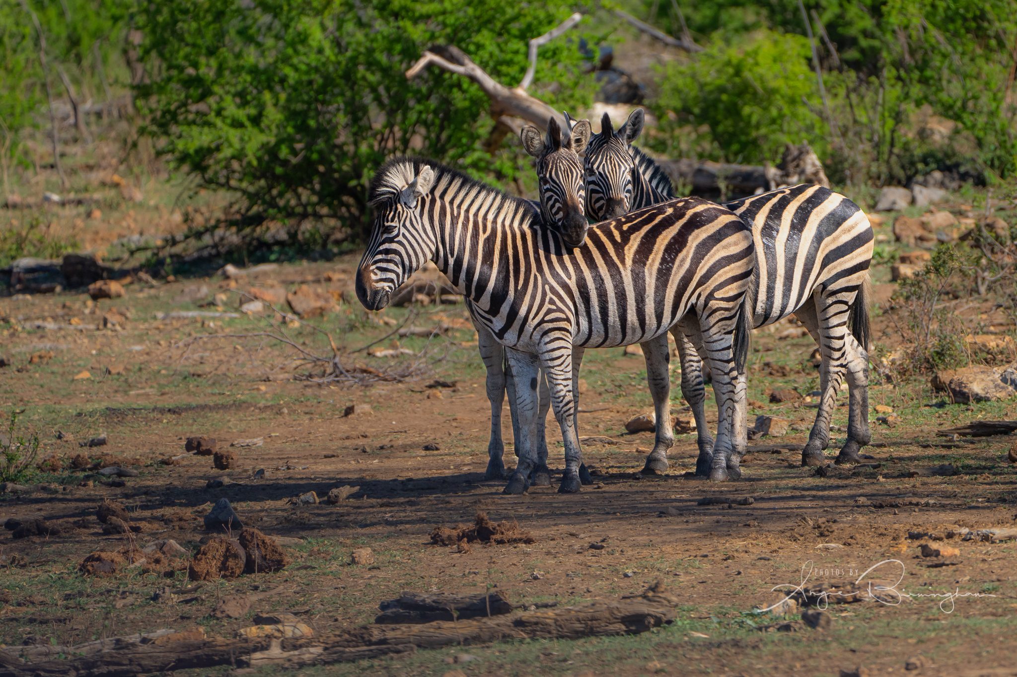 Sweet Zebras