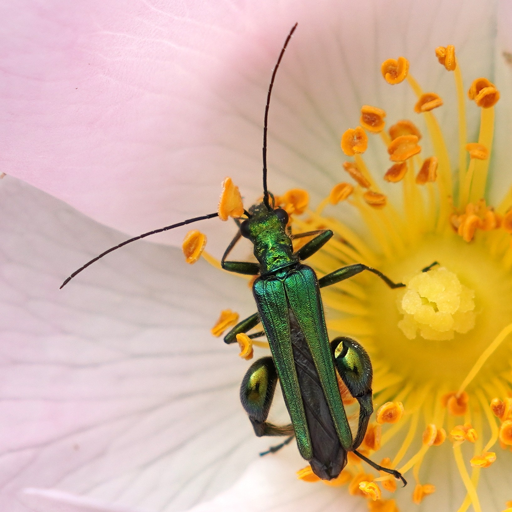 Swollen Thighed Beetle on dog rose