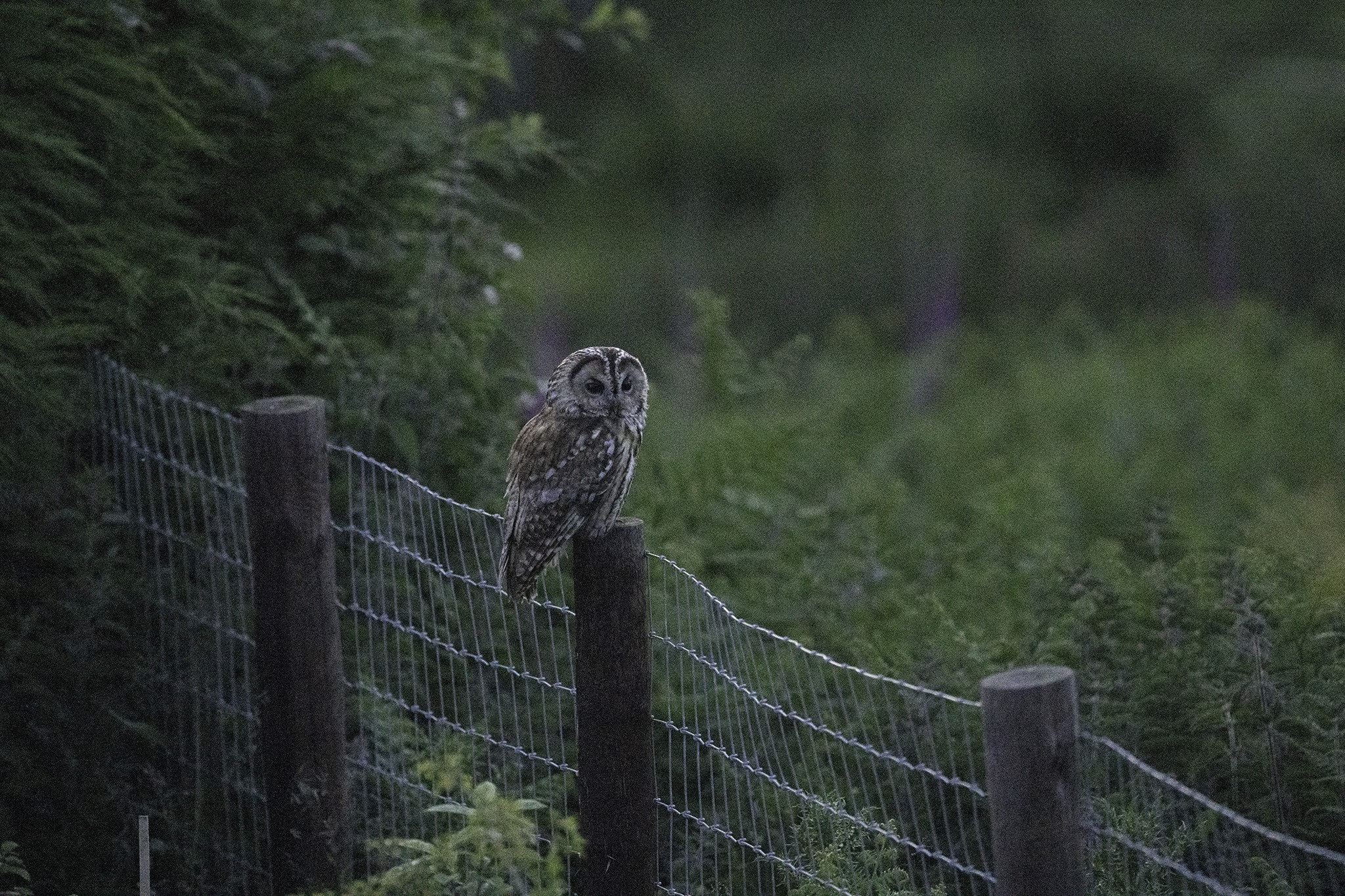 Tawny-DSC05145-2048px.jpg