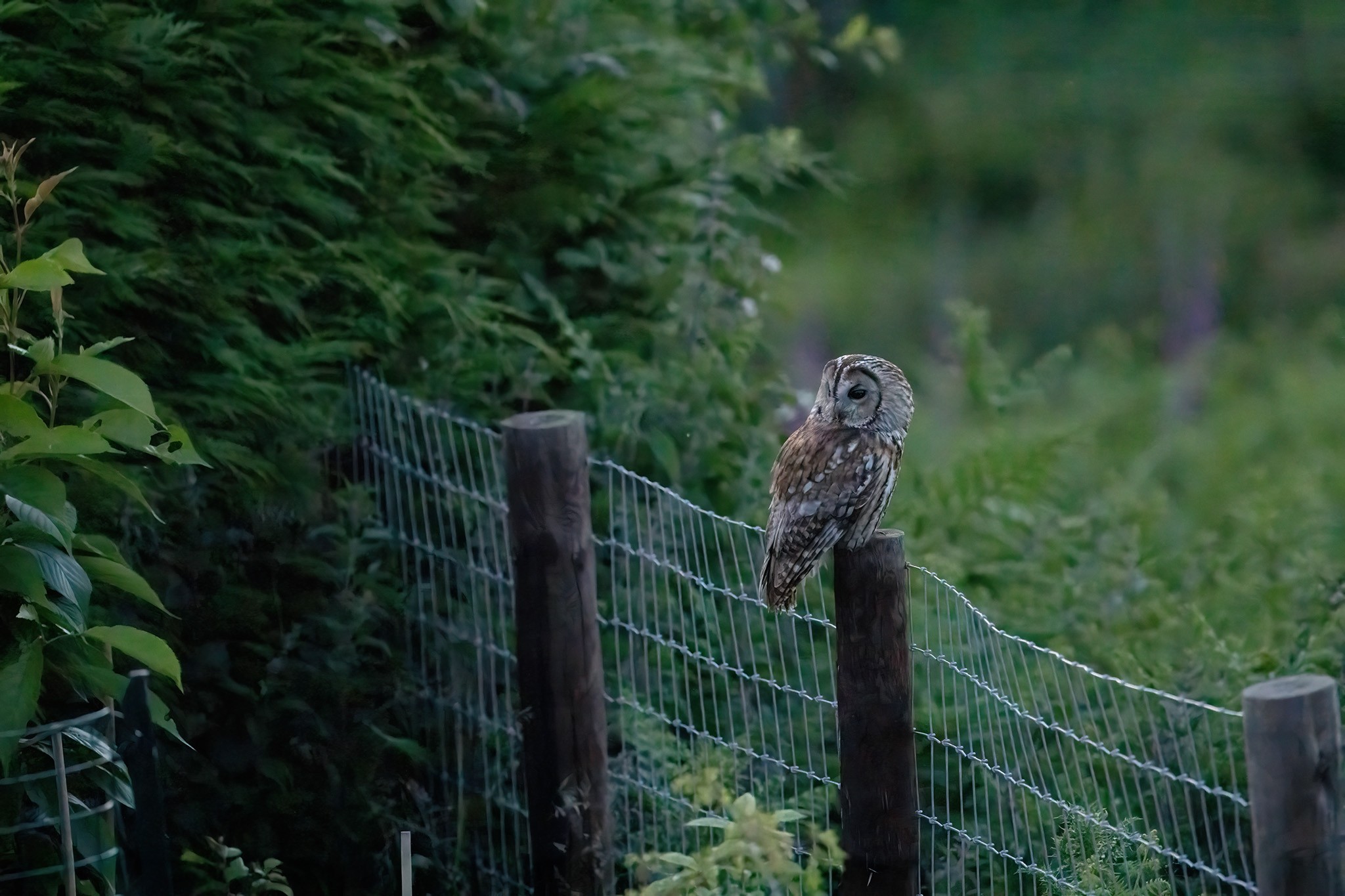 Tawny-DSC05146-DeNoiseAI-2048px.jpg
