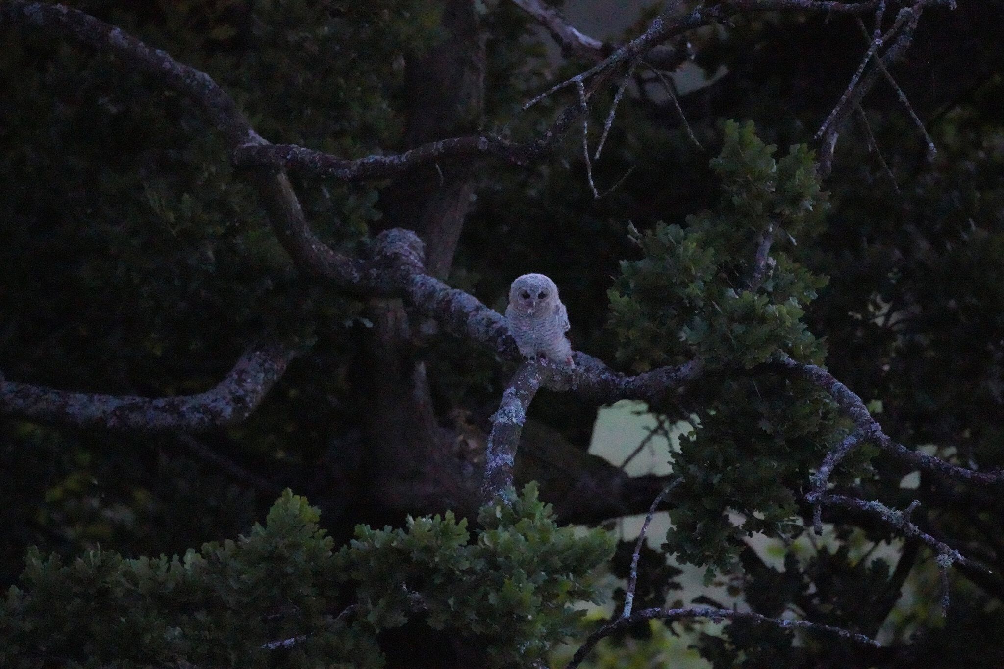 Tawny-DSC05361-Full.jpg