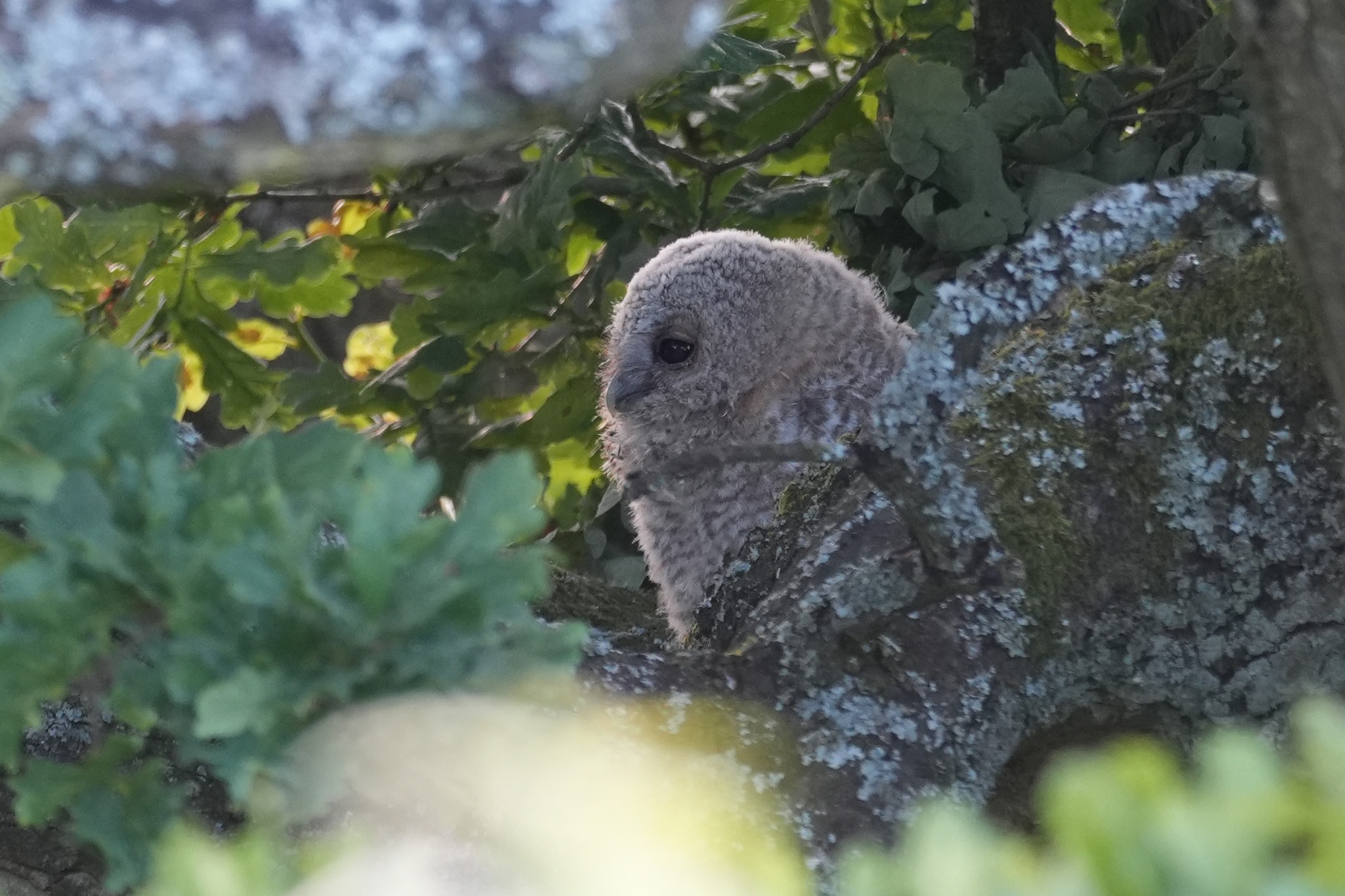 Tawny-DSC05424-2048px.jpg