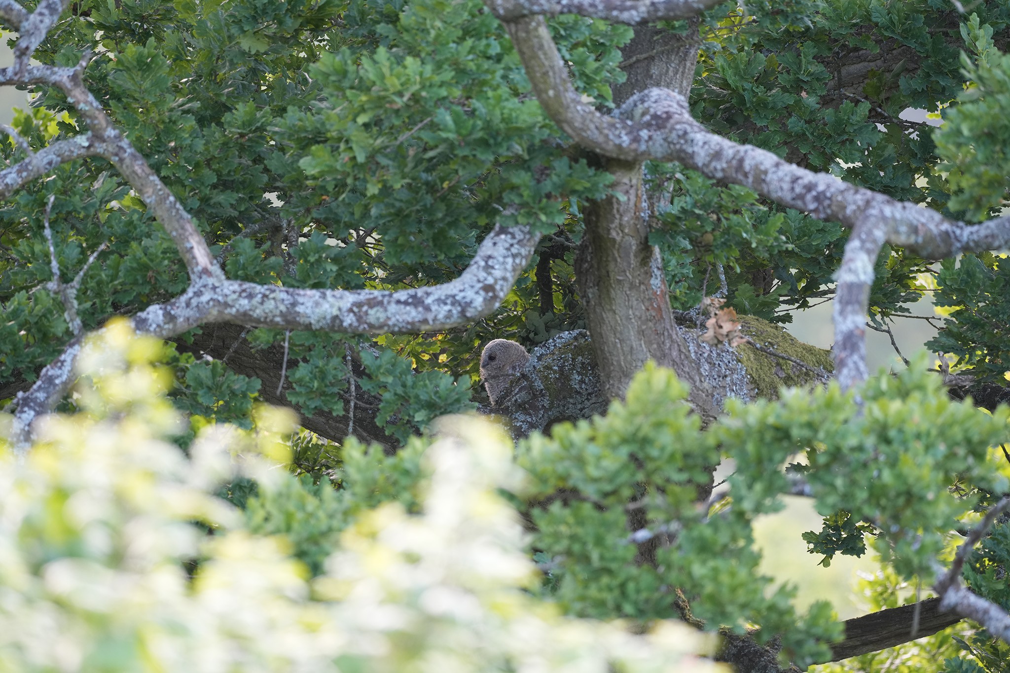 Tawny-DSC05424-Full.jpg