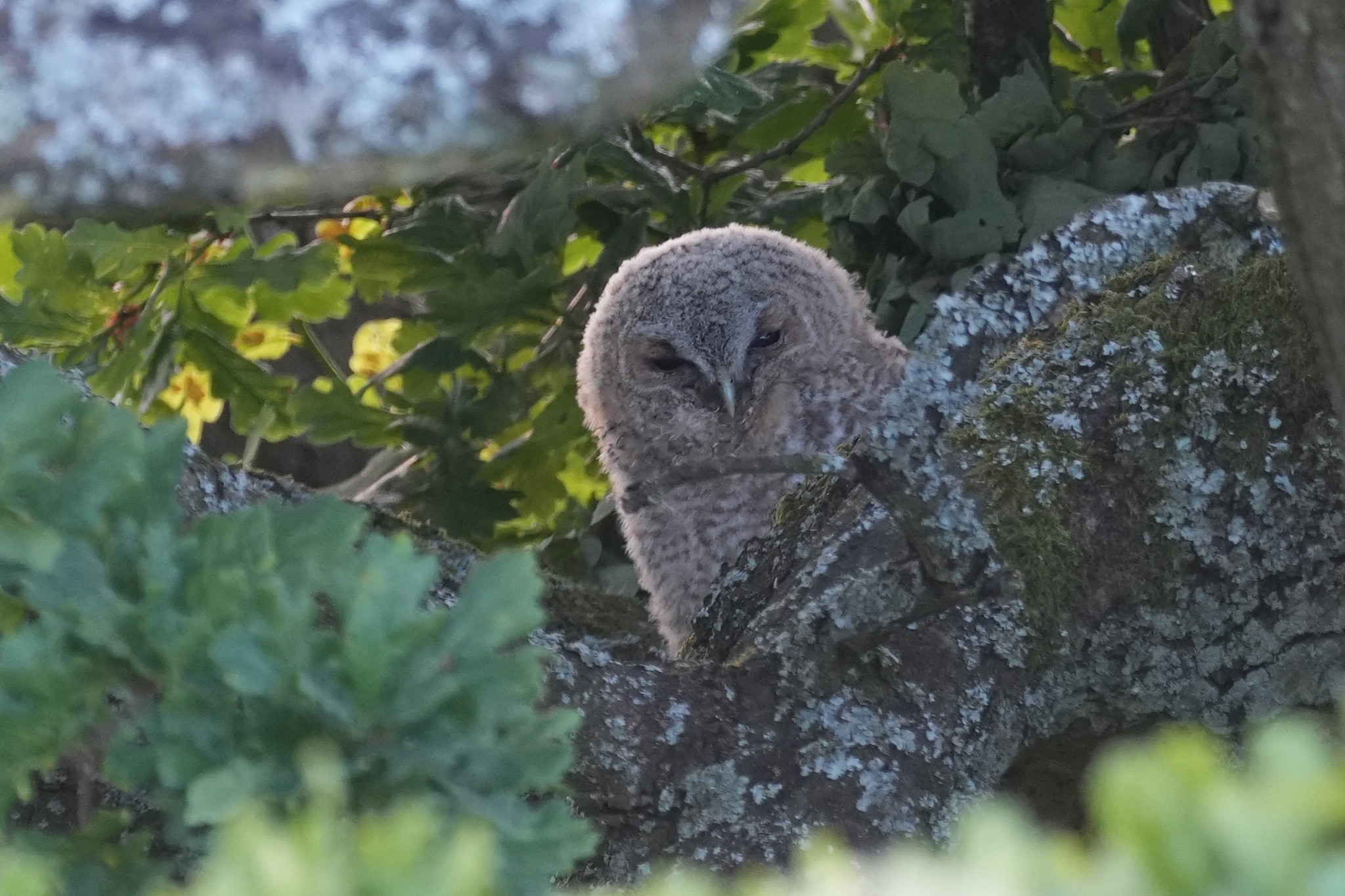 Tawny-DSC05425-2048px.jpg