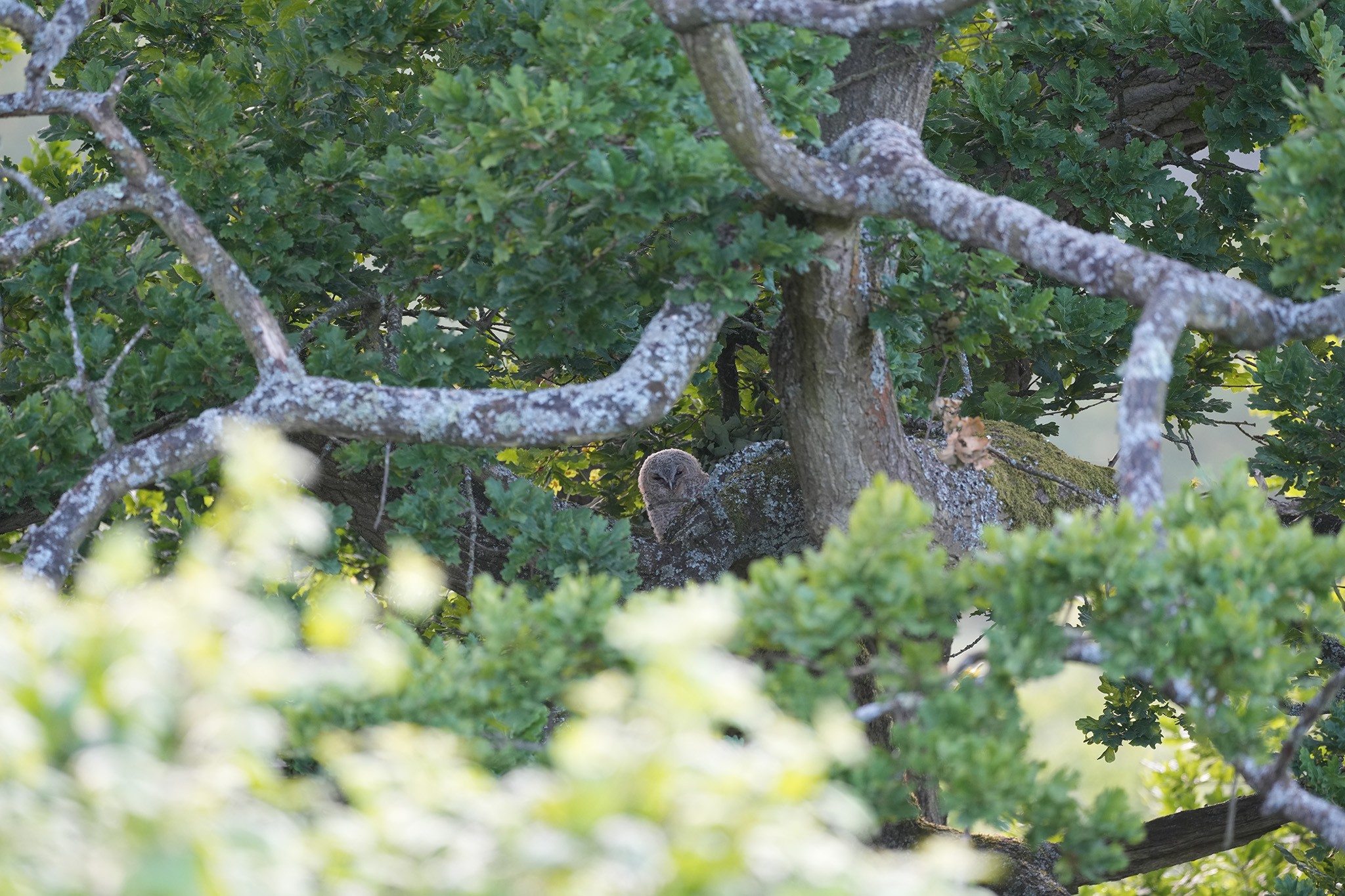 Tawny-DSC05425-Full.jpg