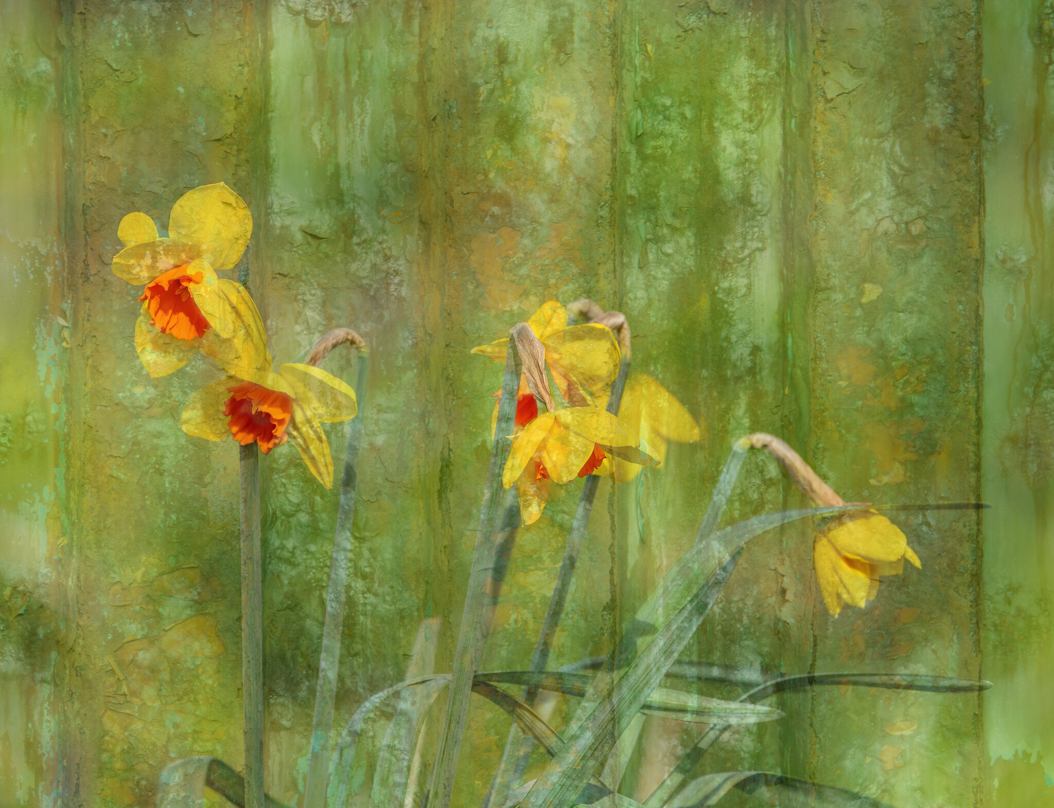 Textured Daffs.jpg