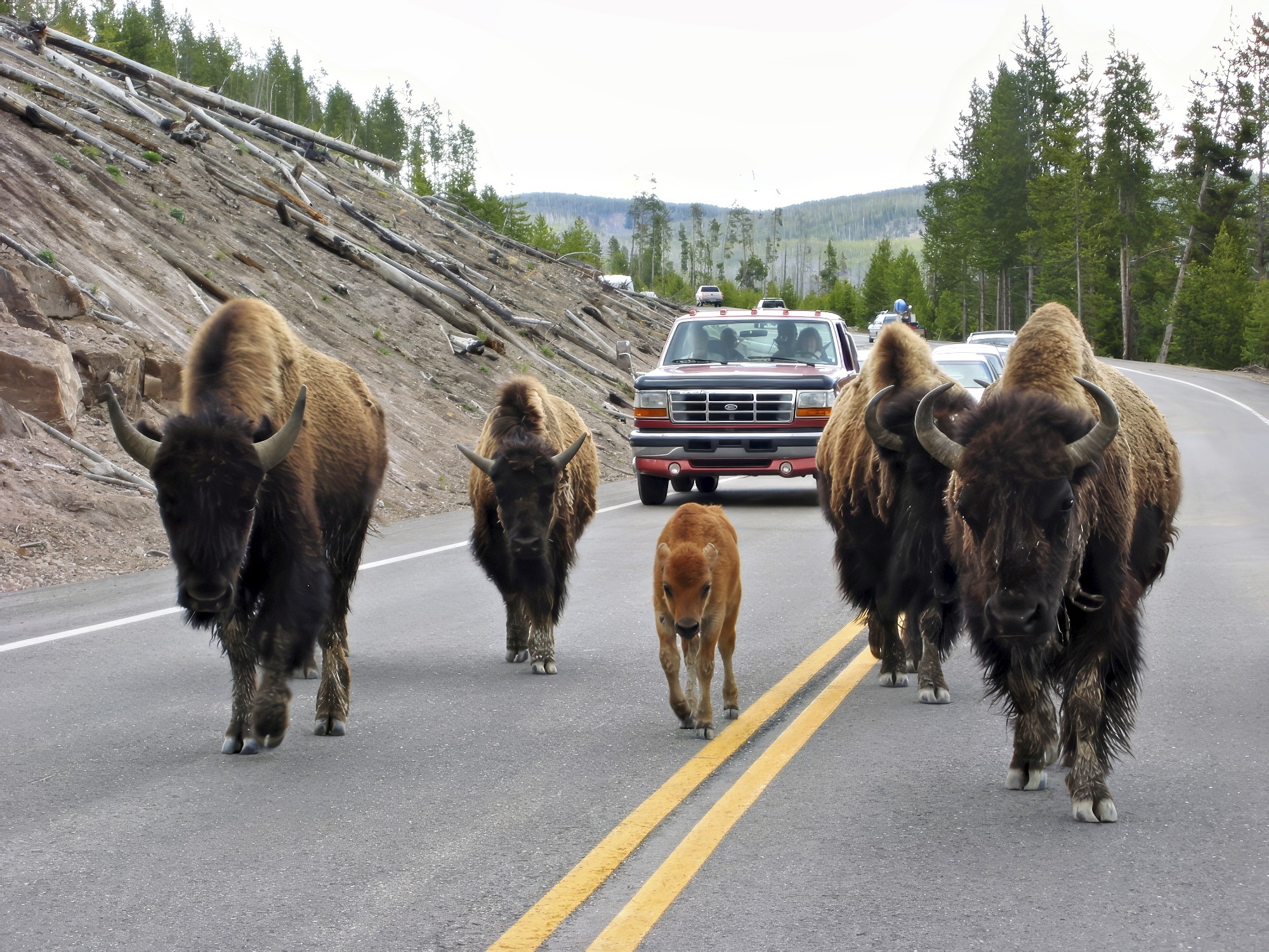 The Bodyguards Final SM.jpg