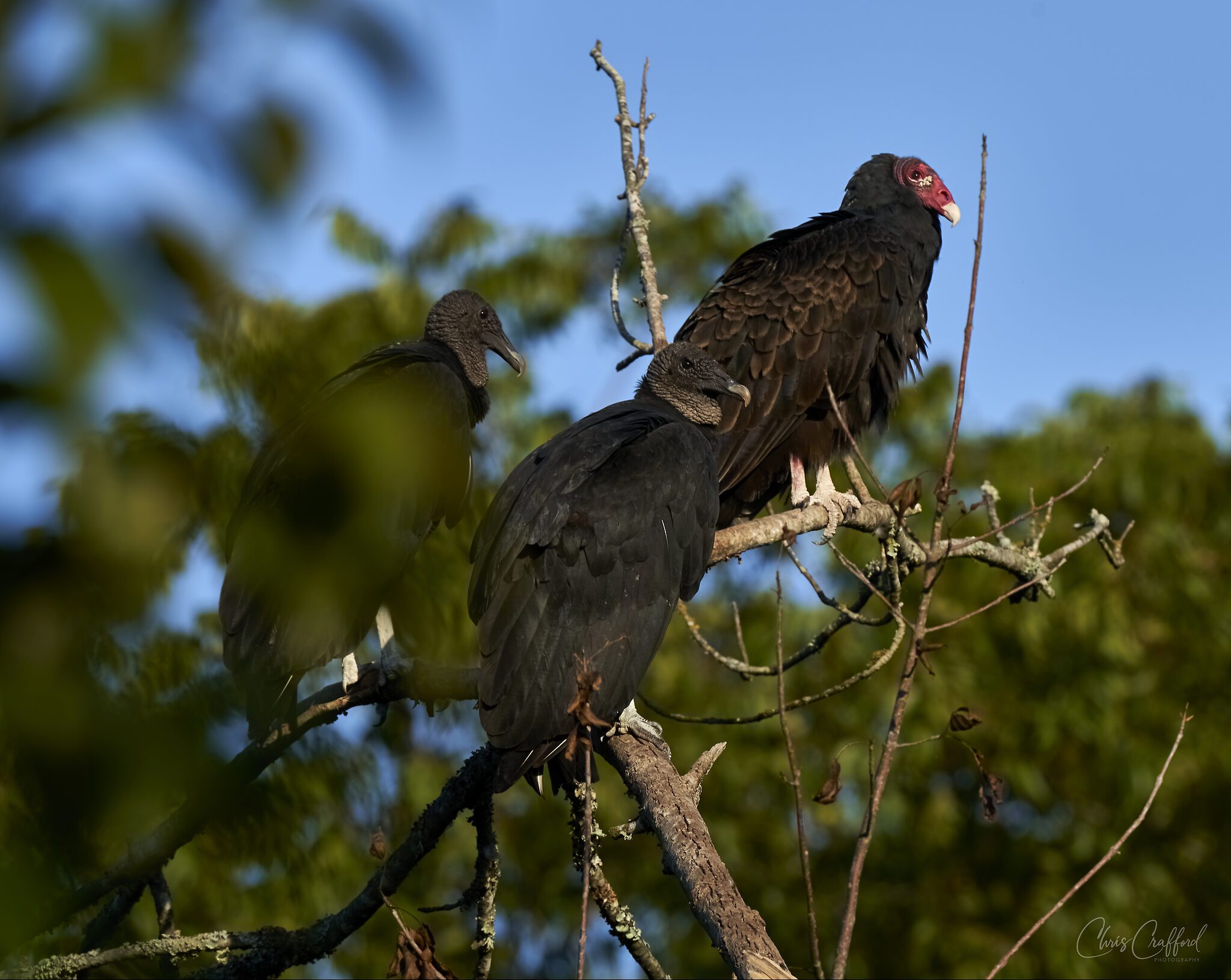 Three vultures in the early sun